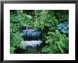 Shallow Waterfall And Stream Shady Planting Of Hosta, Fern Fernhill, Ireland (Near Dublin) by Martine Mouchy Limited Edition Print