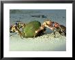 Robber Crab, Crab Opening Coconut, Indian Ocean by Jan Aldenhoven Limited Edition Pricing Art Print