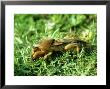 Mole Cricket, Spain by Antinolo Jorge Sierra Limited Edition Pricing Art Print