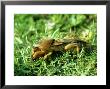 Mole Cricket, Spain by Antinolo Jorge Sierra Limited Edition Print