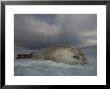 Crabeater Seal On Ice, Sub Antarctic by Tobias Bernhard Limited Edition Pricing Art Print
