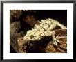 White Spotted Gecko, Africa by Andrew Bee Limited Edition Print