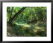 Guinguette Source In Kou Tropical Forest, Burkina Faso by Emanuele Biggi Limited Edition Print