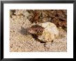Sand Lizard, Hatching From Egg by David Boag Limited Edition Pricing Art Print
