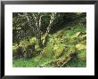 Moss Covered Boulders by David Boag Limited Edition Print