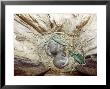 Grey Squirrels, Young In Nest At Six Weeks by Tony Bomford Limited Edition Pricing Art Print