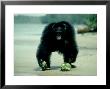 Common Chimpanzee, Mature Male, Aggressively Guarding Fruit He Is Eating by Clive Bromhall Limited Edition Print