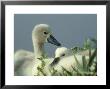 Mute Swan, Cygnets, Austria by Olaf Broders Limited Edition Print