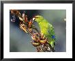 Red-Crowned Parakeet, Cyanoramphus Novaezelandiae Feeding On New Zealand Flax, New Zealand by Robin Bush Limited Edition Pricing Art Print