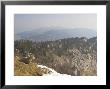 Ibex, Female Overlooking Mountains, Switzerland by David Courtenay Limited Edition Print