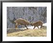 Ibex, Young Male And Female Fighting, Switzerland by David Courtenay Limited Edition Print