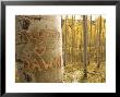 Carved Names In Aspen Tree, Colorado, Usa by Daniel Cox Limited Edition Print