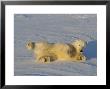 Polar Bear, Rolling In Snow At Cape Churchill, Manitoba, Canada by Daniel Cox Limited Edition Print