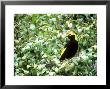 Regent Bowerbird, Male, Australia by Kenneth Day Limited Edition Print