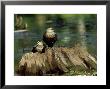 Pacific Black Duck, Pair, Australia by Kenneth Day Limited Edition Print