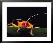 Assassin Bug, Platymeris Biguttata, Newly Molted, Africa by David M. Dennis Limited Edition Print