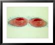 Paramecium Caudatum Undergoing Fission by David M. Dennis Limited Edition Pricing Art Print