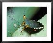 Tropical Stinkbug by David M. Dennis Limited Edition Pricing Art Print