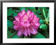 Rhododendron by David M. Dennis Limited Edition Print