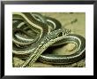 Striped Whipsnake, New Mexico by David M. Dennis Limited Edition Print