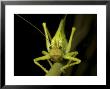 Katydid, Costa Rica by David M. Dennis Limited Edition Print