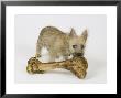 Cairn Terrier Puppy With Bone, 4 Months Old by David M. Dennis Limited Edition Print