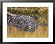 American Alligator, Myakka River State Park, Florida, Usa by David M. Dennis Limited Edition Pricing Art Print