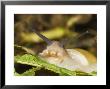 Land Snail, Great Smokey Mountains National Park, Usa by David M. Dennis Limited Edition Pricing Art Print