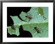 Leaf-Cutter Ants, Near Chilemata, Costa Rica by David M. Dennis Limited Edition Print