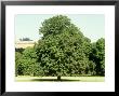 Horse Chestnut In Summer, Uk by Mike England Limited Edition Pricing Art Print