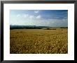 Wheat Field In Autumn by Mike England Limited Edition Print