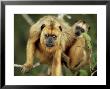 Black Howler, With Young, Brazil by Berndt Fischer Limited Edition Pricing Art Print
