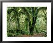 Rainforest, Washington, Usa by Michael Fogden Limited Edition Print
