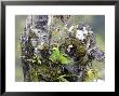 Golden-Browed Chlorophonia, Male Nest-Building, Costa Rica by Michael Fogden Limited Edition Print