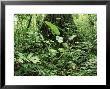 Understorey Vegetation, Tambopata, Amazonian Peru by Paul Franklin Limited Edition Print