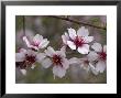 Prunus Dulcis In Late Winter, Greece by Bob Gibbons Limited Edition Print