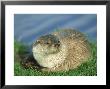 European Otter, Female On Riverbank by Mark Hamblin Limited Edition Pricing Art Print