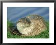 European Otter, Female On Riverbank by Mark Hamblin Limited Edition Print