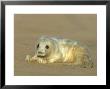 Grey Seal, Halichoerus Grypus Pup Close Up by Mark Hamblin Limited Edition Print