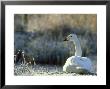 Whooper Swan, Cygnus Cygnus In Frost, Winter, Uk by Mark Hamblin Limited Edition Print