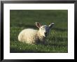 Lamb, Swaledale, Uk by Mark Hamblin Limited Edition Print