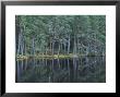 Scots Pines, Uath Lochan, Highlands, Uk by Mark Hamblin Limited Edition Pricing Art Print