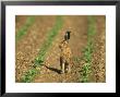 Brown Hare, Sat In Field Of Crops, Uk by Mark Hamblin Limited Edition Print