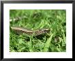 Slow Worm, Close-Up In Grass, Uk by Mark Hamblin Limited Edition Print