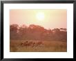 Burchells Zebra, Three In Savannah At Sunset, Africa by Mark Hamblin Limited Edition Print