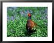 Pheasant by Mark Hamblin Limited Edition Print