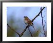 Dunnock by Mark Hamblin Limited Edition Print