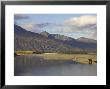 Grizzly Bear In Tidal Creek, Alaska by Mark Hamblin Limited Edition Print