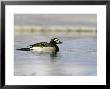 Long-Tailed Duck, Adult Male On Lake, Sweden by Mark Hamblin Limited Edition Print