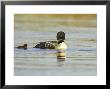 Great Northern Diver, Adult In Breeding Plumage With Young Chick On Inland Lake, Iceland by Mark Hamblin Limited Edition Pricing Art Print